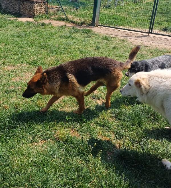 Noemi, pastore tedesco disabile; adozione del cuore Foto 6